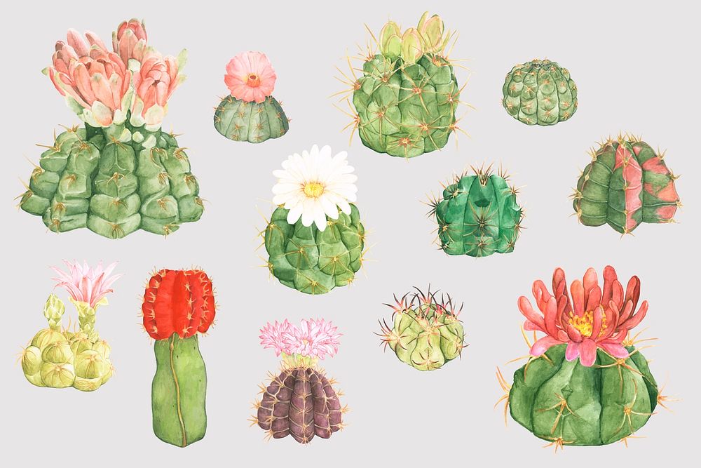Desert cactus flower psd sticker collection
