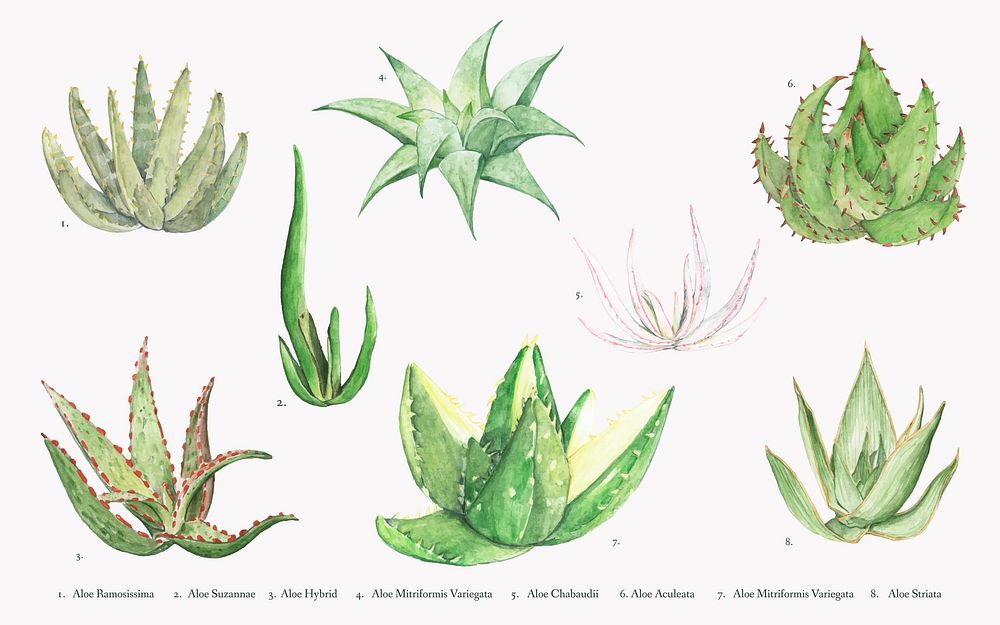 Collection of hand drawn aloe plants