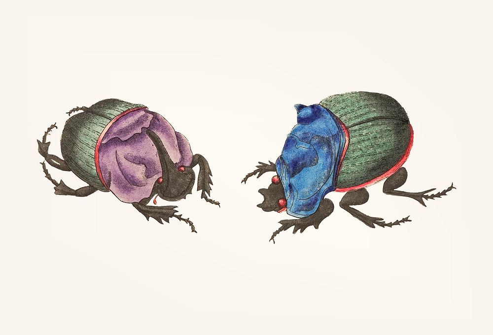 Vintage illustration of cyanean beetles bowing to each other