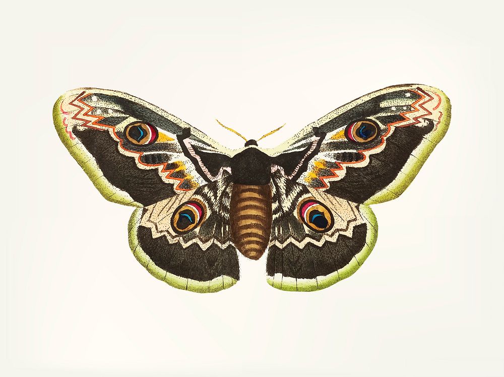 Vintage illustration of great peacock moth
