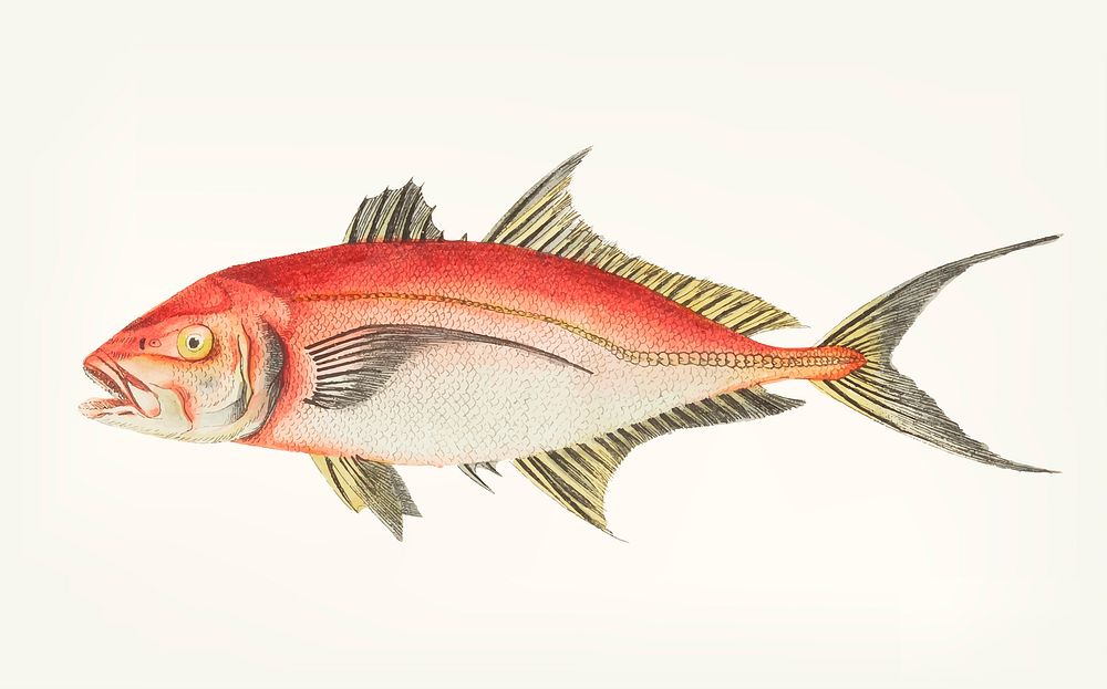 Vintage illustration of red mackerel
