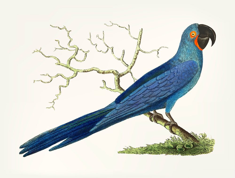 Vintage illustration of long-tailed deep-blue maccaw
