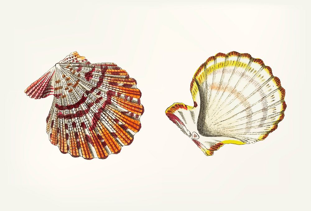 Vintage illustration of scallop shell