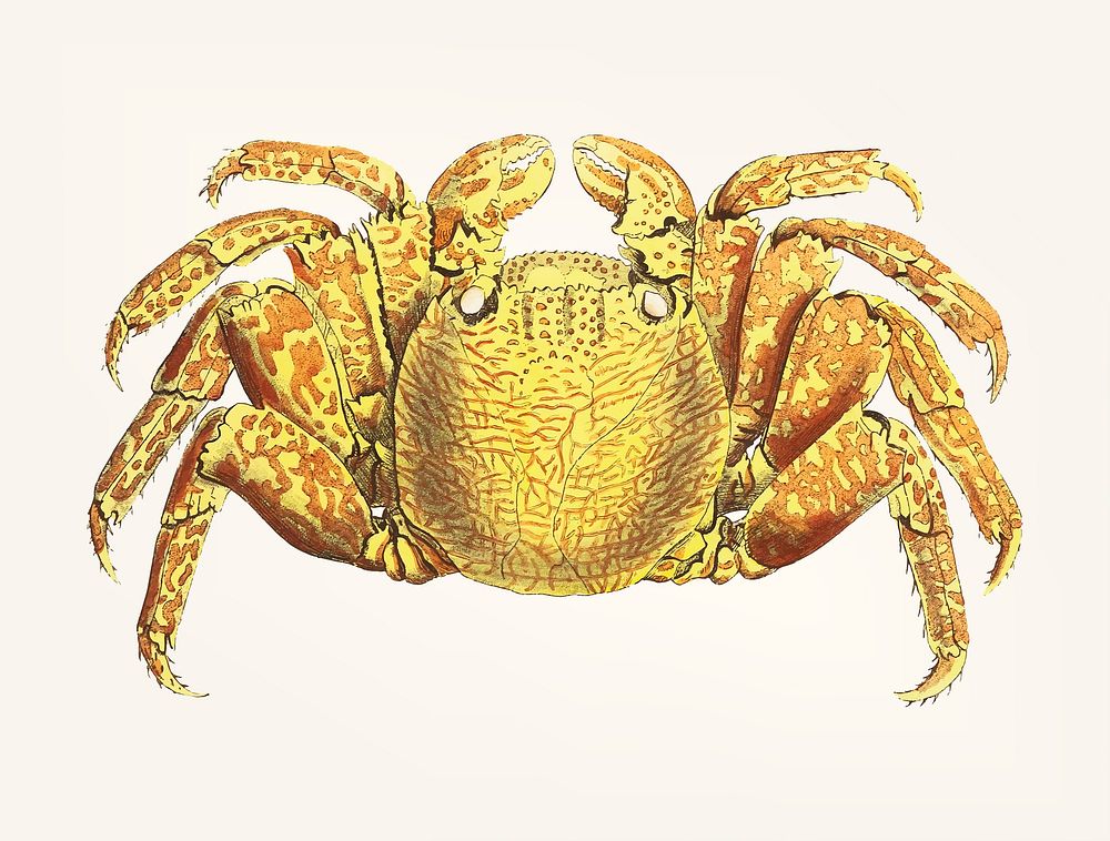 Vintage illustration of crab