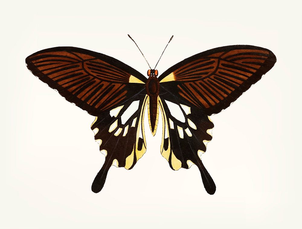 Vintage illustration of black butterfly with tailed wings