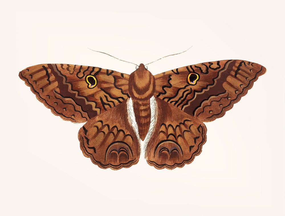 Vintage illustration of sable moth