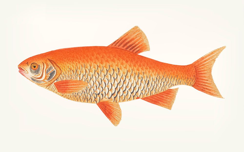 Vintage illustration of Orange carp