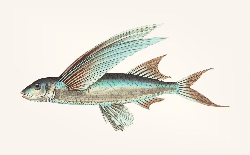 Vintage illustration of Middle-finned Flyingfish
