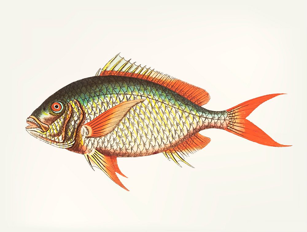 Vintage illustration Red-tailed Sparus