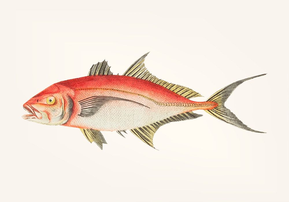 Vintage illustration of red mackerel