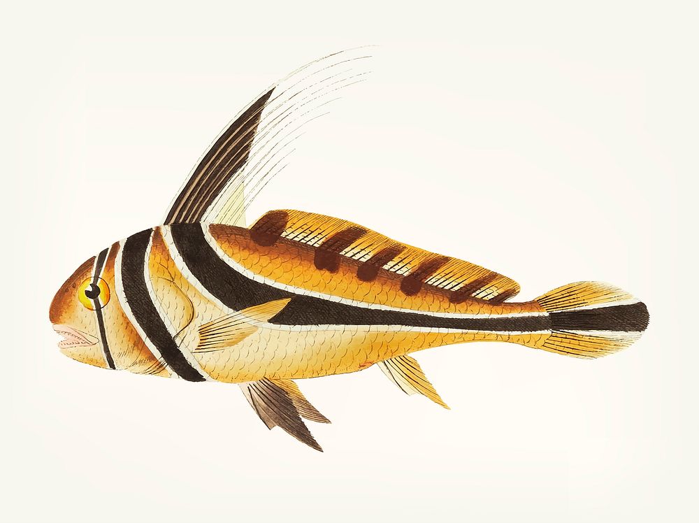 Vintage illustration of knight fish