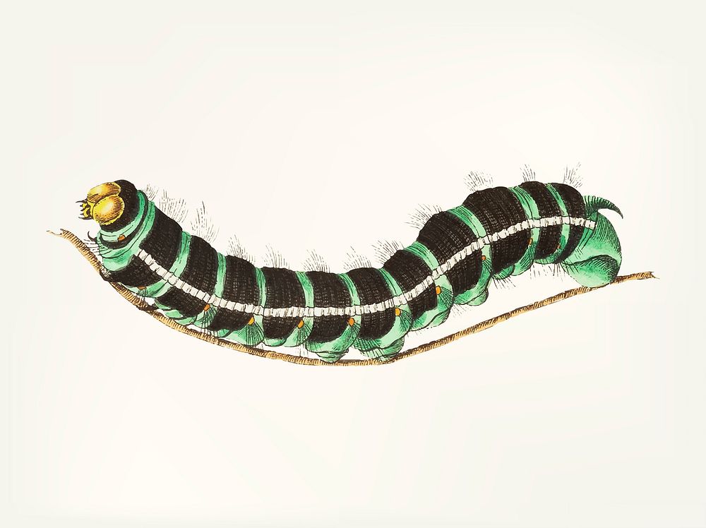 Vintage illustration of caterpillar