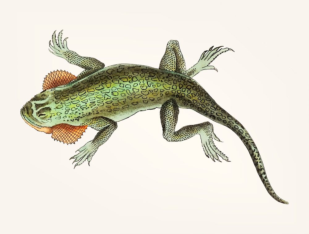 Vintage illustration of lobe-cheeked lizard