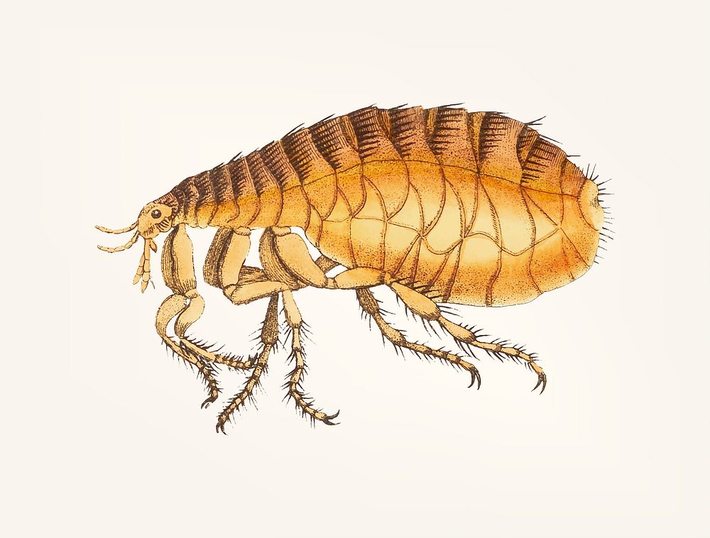 Vintage illustration of flea