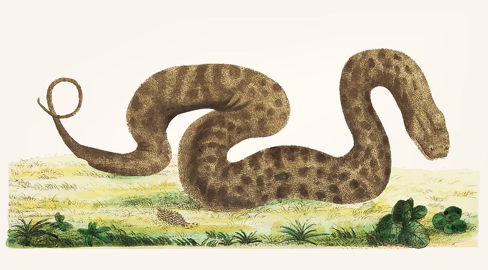 Vintage illustration of warted snake