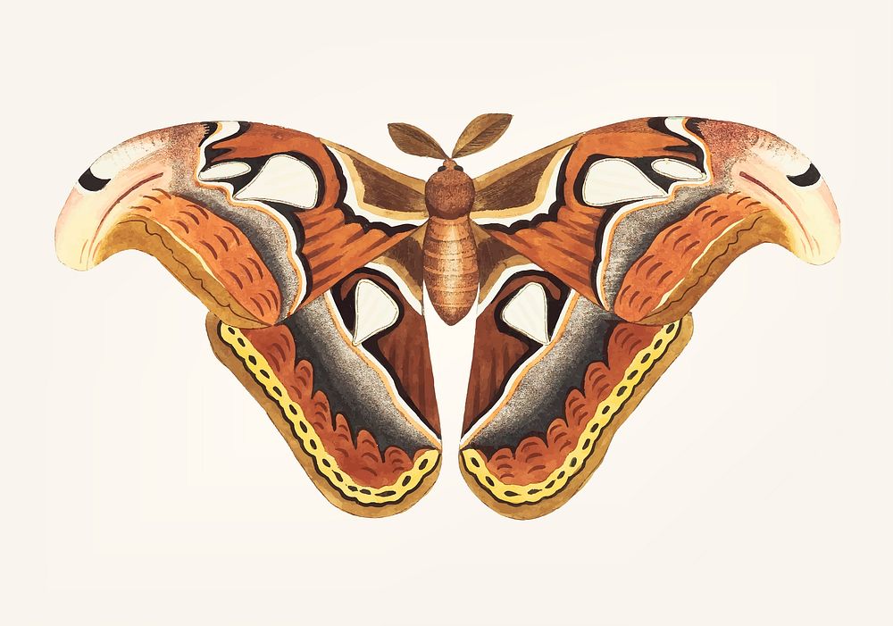 Vintage illustration of atlas moth