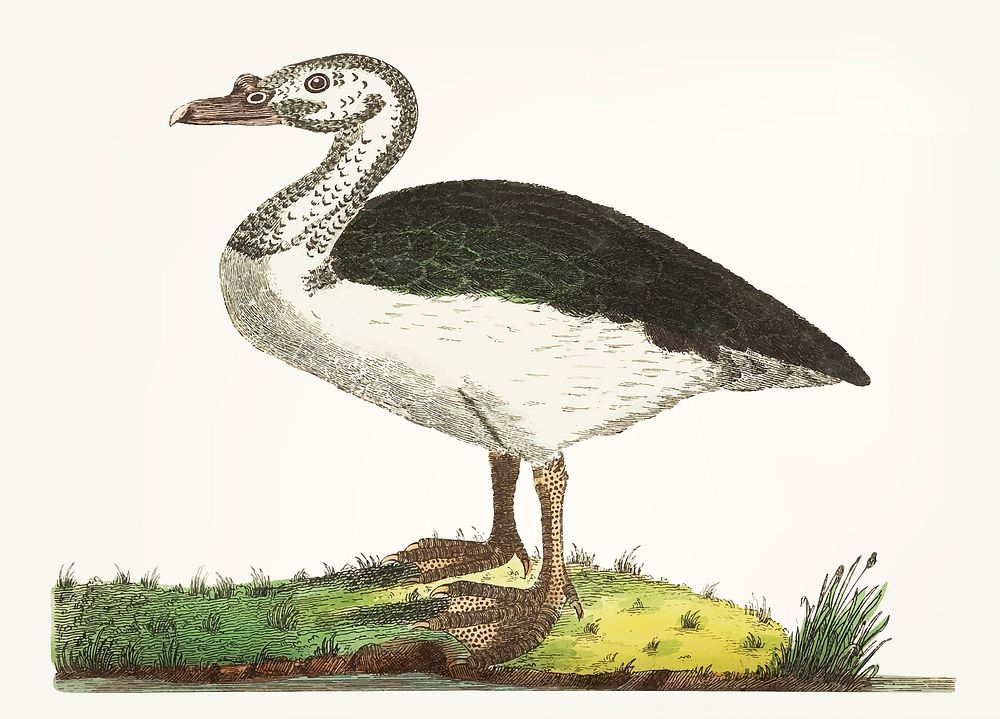 Vintage illustration of black-backed goose