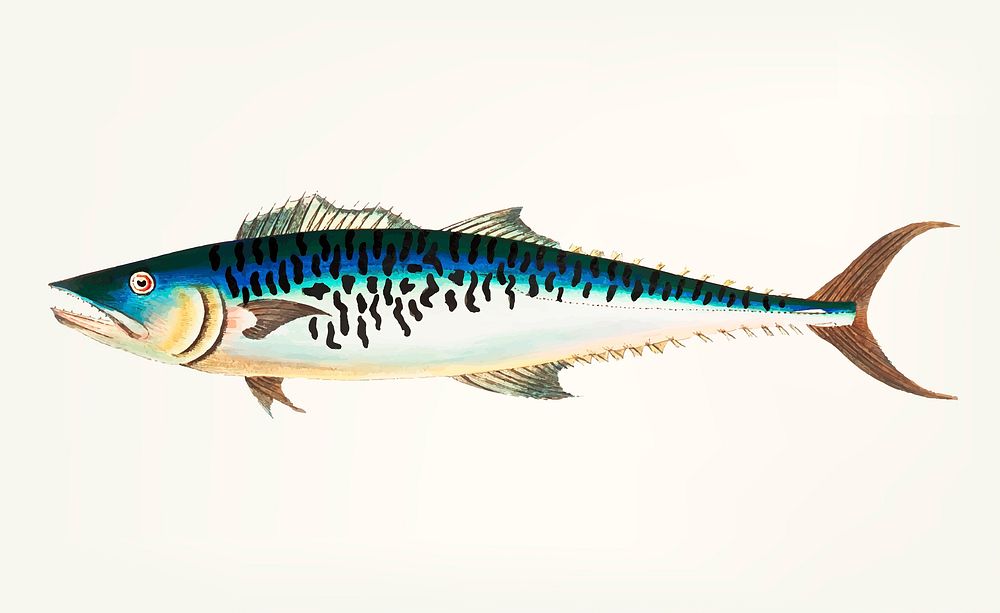 Vintage illustration of Mottled Mackerel