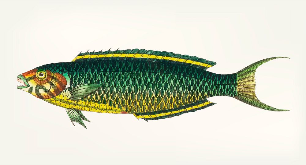 Vintage illustration of green-yellow fish