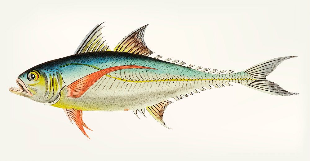 Vintage illustration of rottlerian mackerel