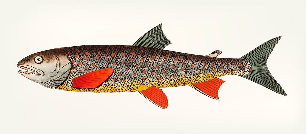Vintage illustration of salvelin trout
