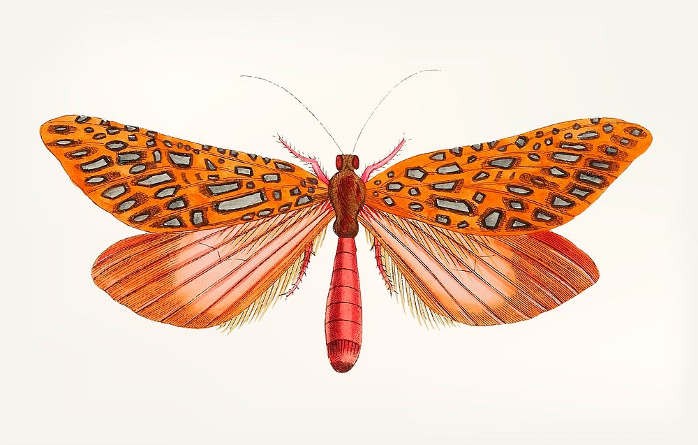 Vintage illustration of venus moth