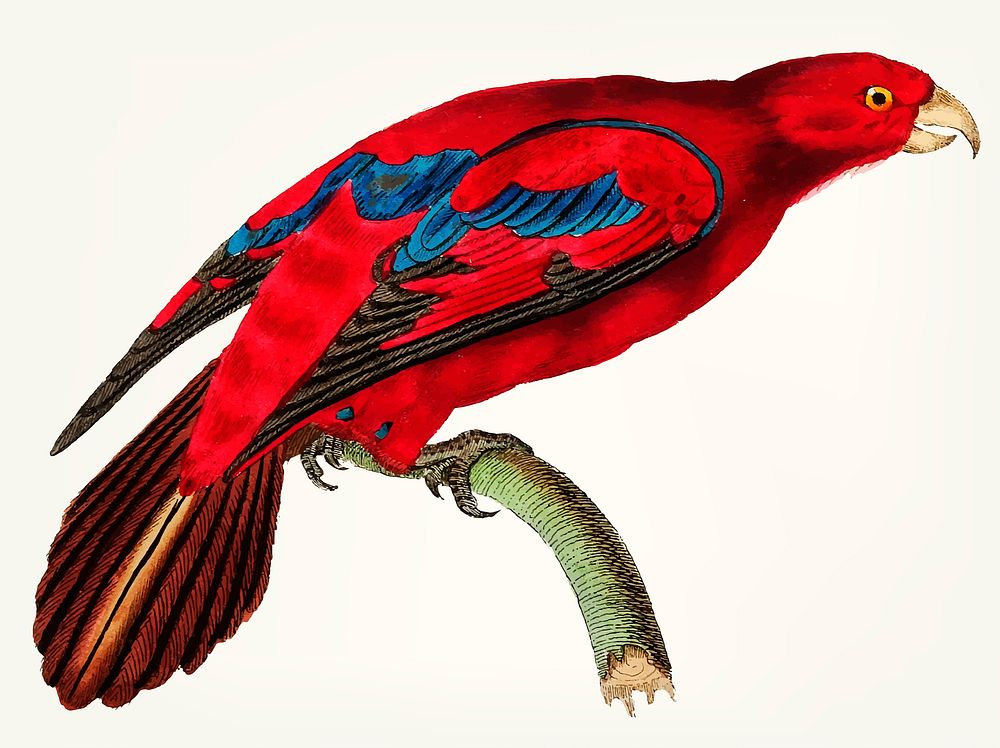 Vintage illustration of blue-tipped lory