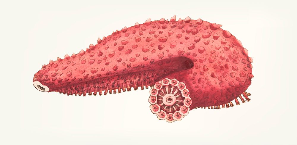 Vintage illustration of Tremulous holothuria sea slug