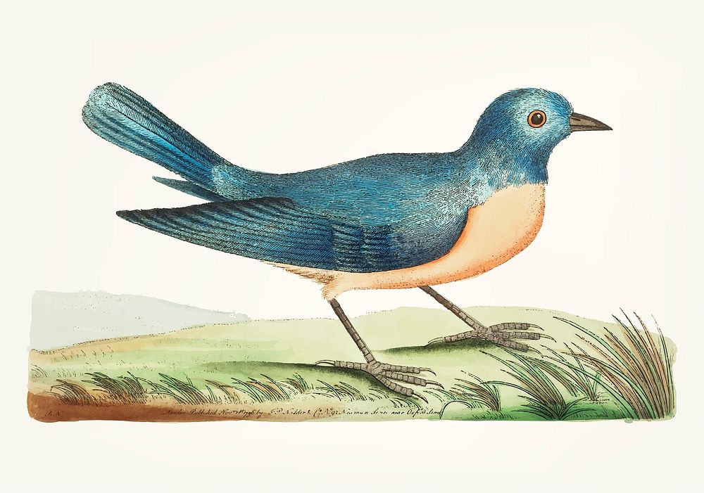 Vintage illustration of blue warbler