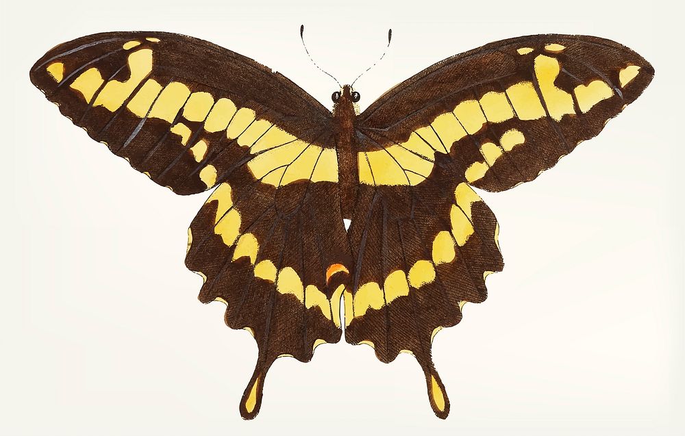 Vintage illustration of brownish-black papilio