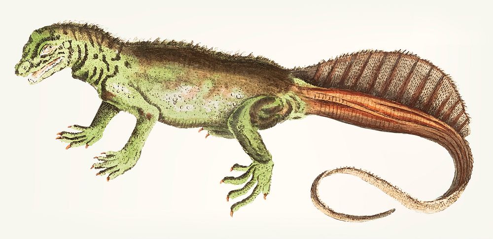 Vintage illustration of long-tailed variegeted lizard
