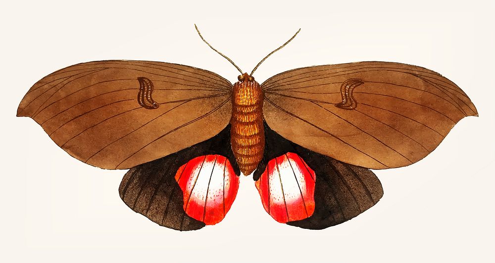 Vintage illustration of augusta moth