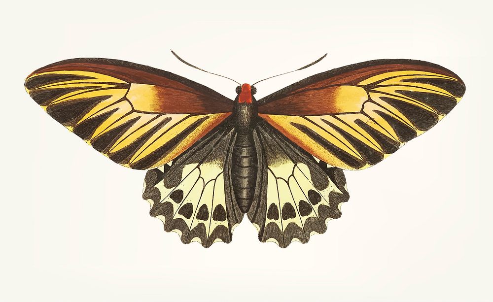 Vintage illustration of brown butterfly