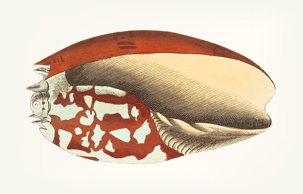 Vintage illustration of Ethiopian Crown sea shell