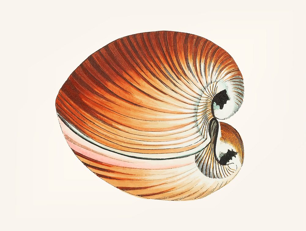 Vintage illustration of chama saltwater clam