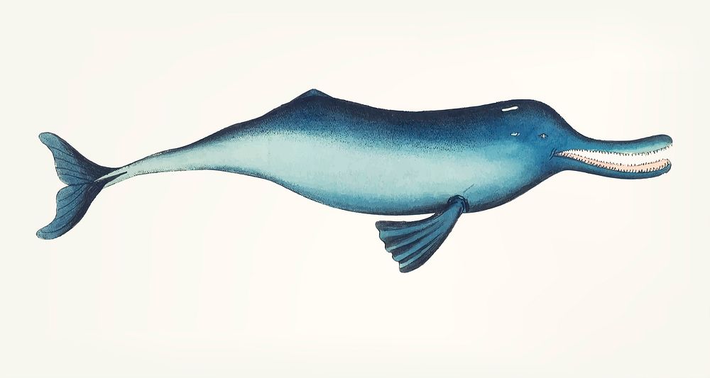 Vintage illustration of Gangetic dolphin