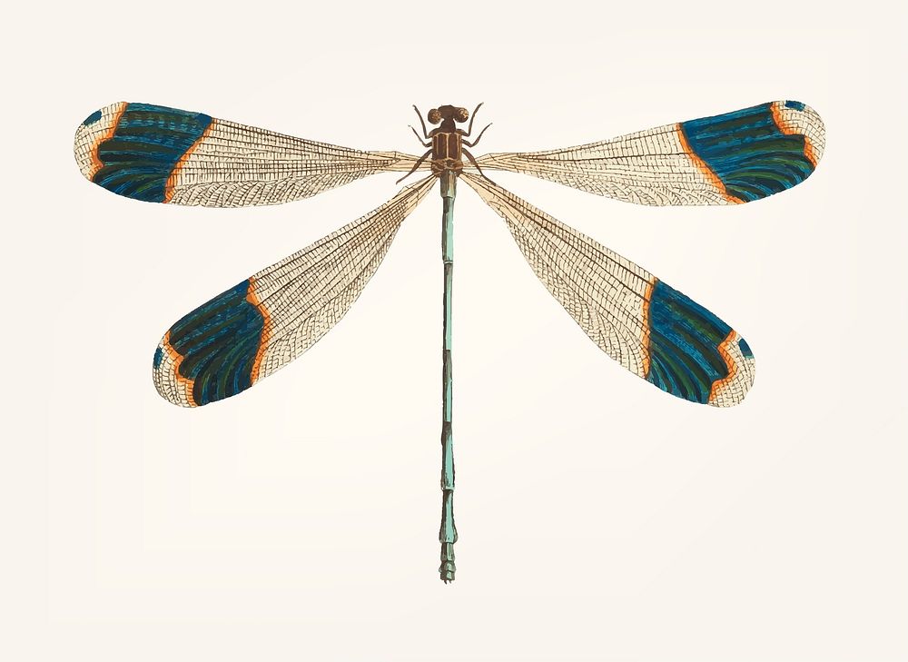 Vintage illustration of blue-tipped dragonfly