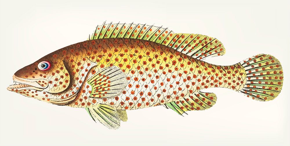 Vintage illustration of Red-spotted perch