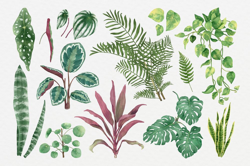 Watercolor psd botanical plant set
