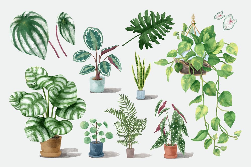 Botanical watercolor plant illustration set