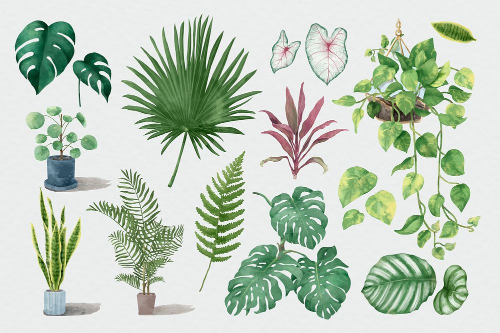 Psd watercolor tropical plant set