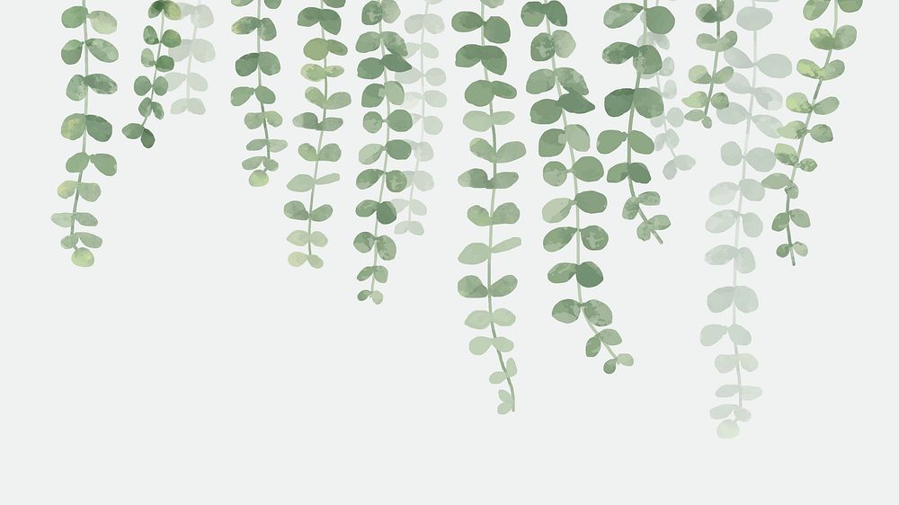 Eucalyptus HD wallpaper, hanging plant on a white background