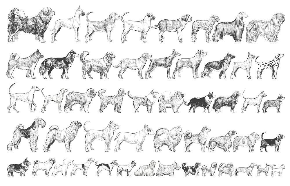 Illustration drawing style of dog breeds collection