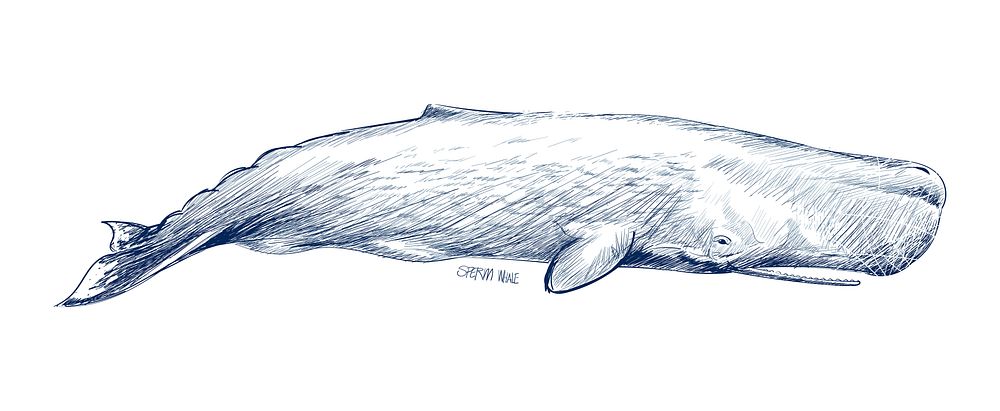 Illustration drawing style of sperm whale