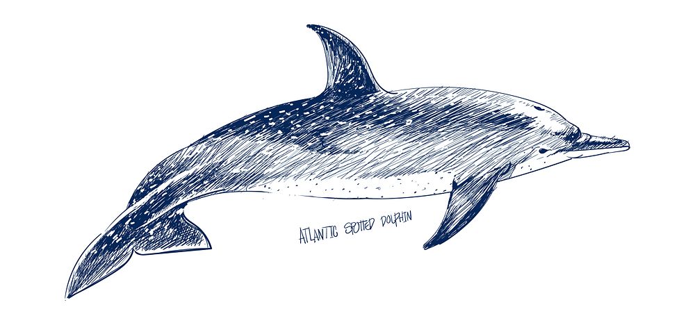 Illustration drawing style of atlantic dotted dolphin