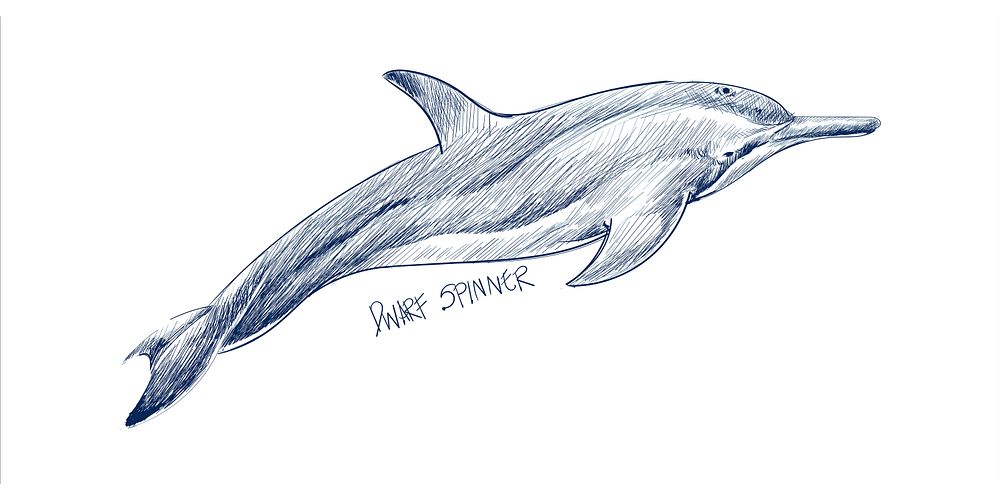 Illustration drawing style of dwarf spinner dolphin