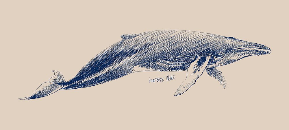Illustration drawing style of humpback whale 