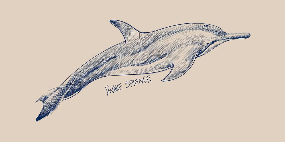 Illustration drawing style of dwarf spinner dolphin