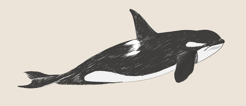 Illustration drawing style of killer whale