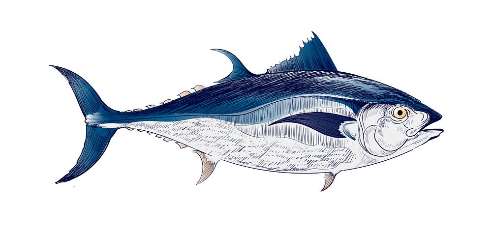 Illustration drawing style of sea fish